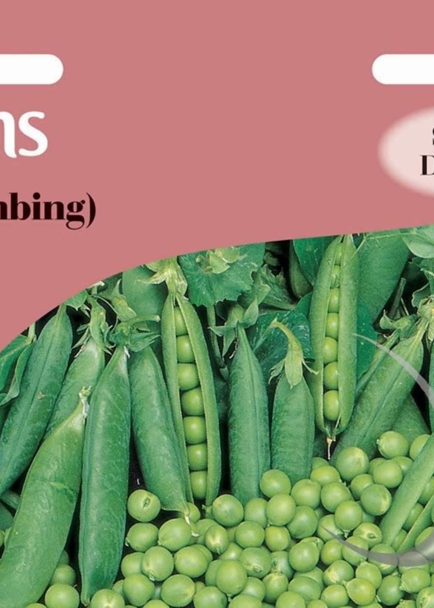 Unwins Pea (Climbing) - Alderman