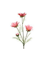 KaemingkS9 Coreopsis Pink