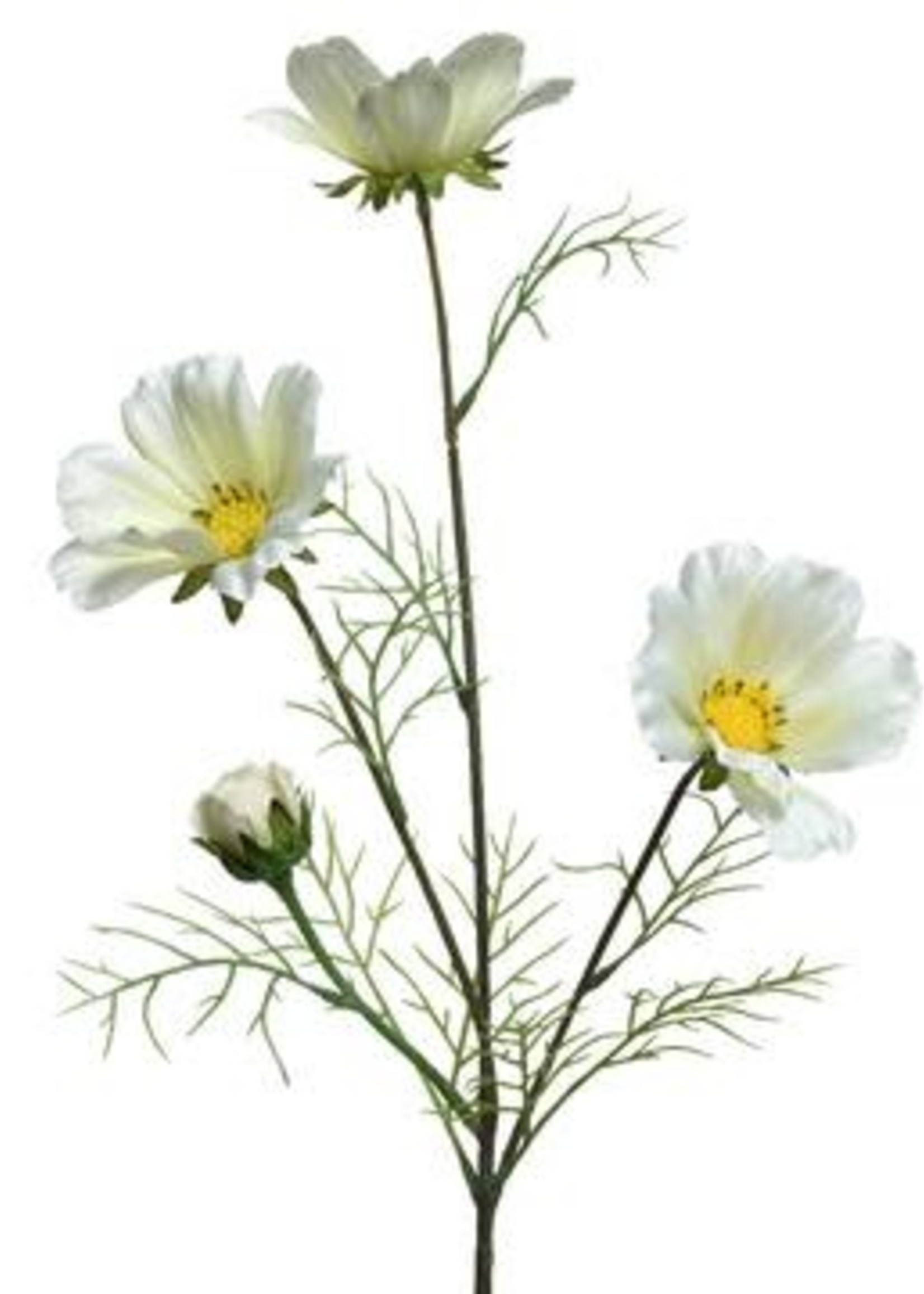 KaemingkS9 Coreopsis White