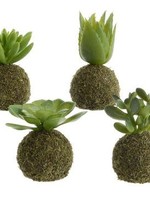 Kaemingk Moss Ball Succulent
