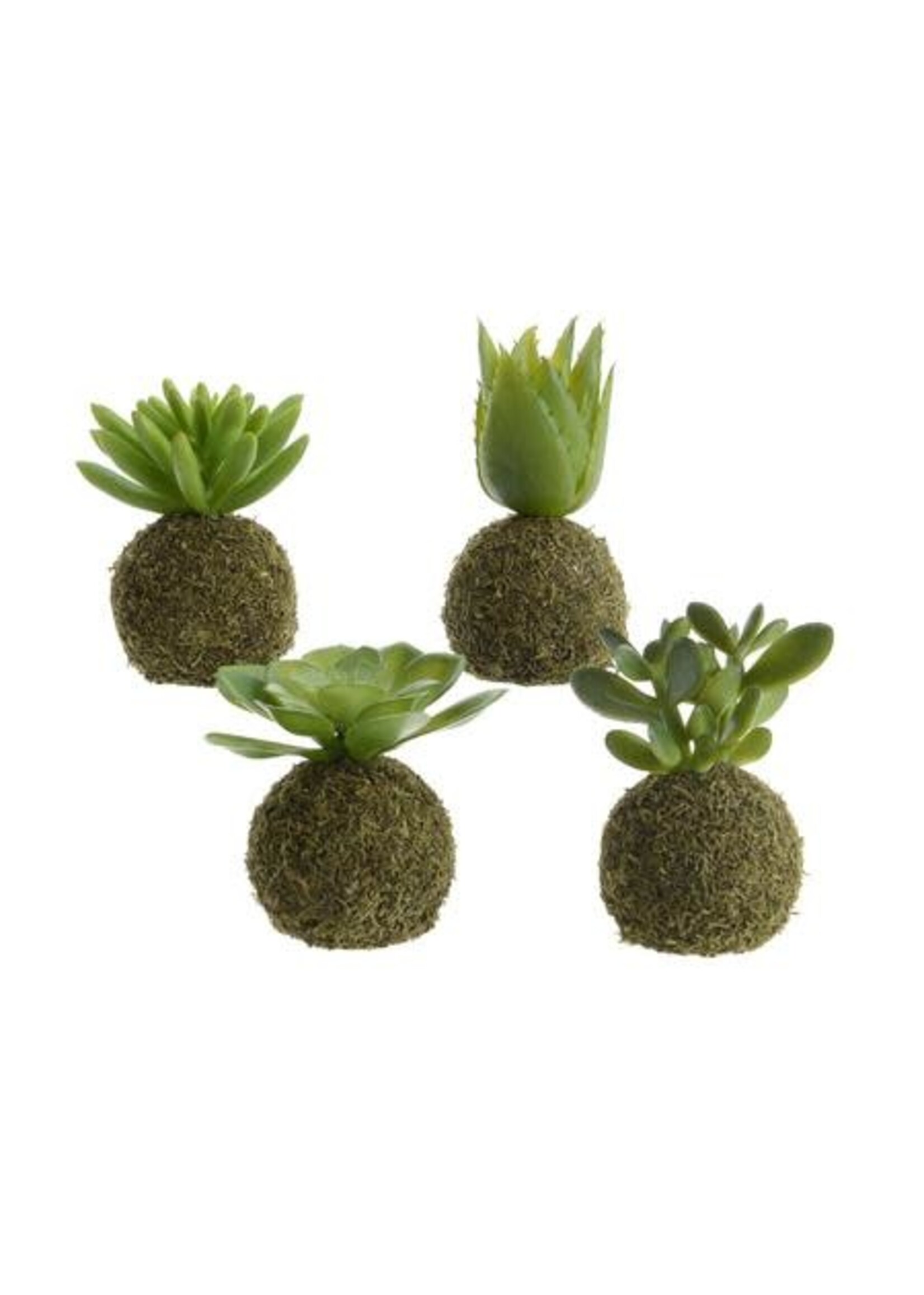 Kaemingk Moss Ball Succulent