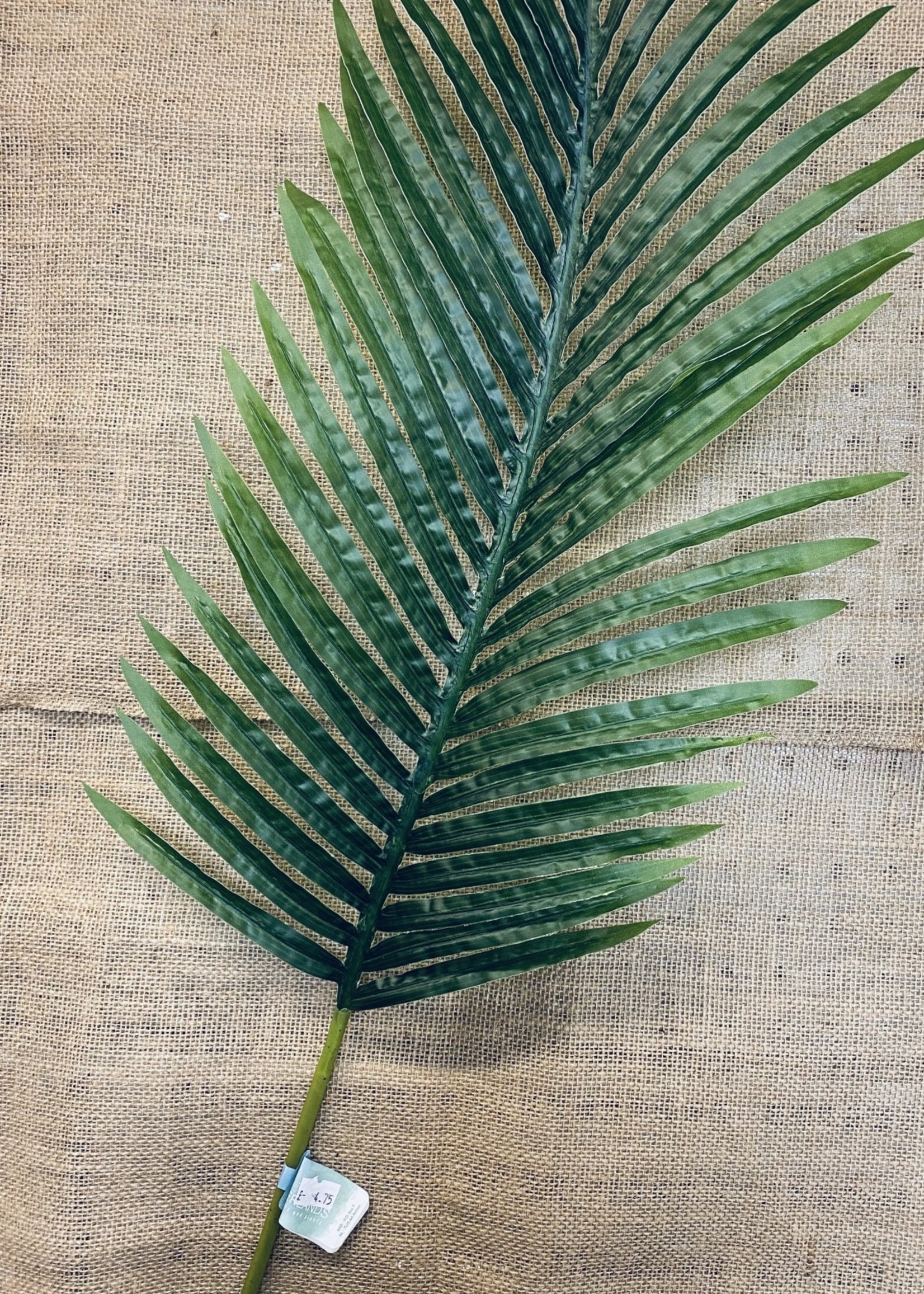 Fern Leaf