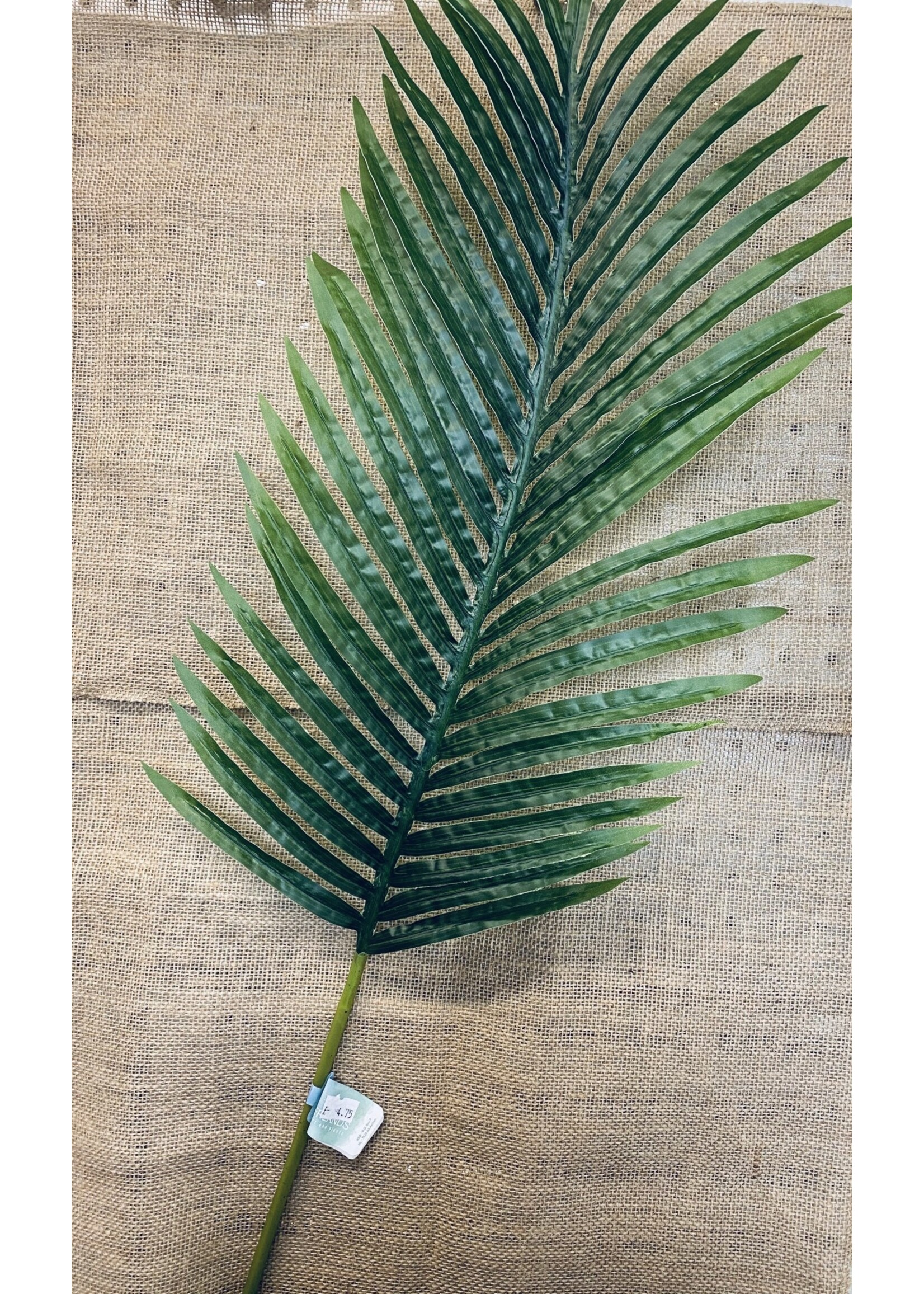 Fern Leaf