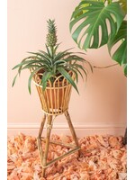 Cane plant pot stand
