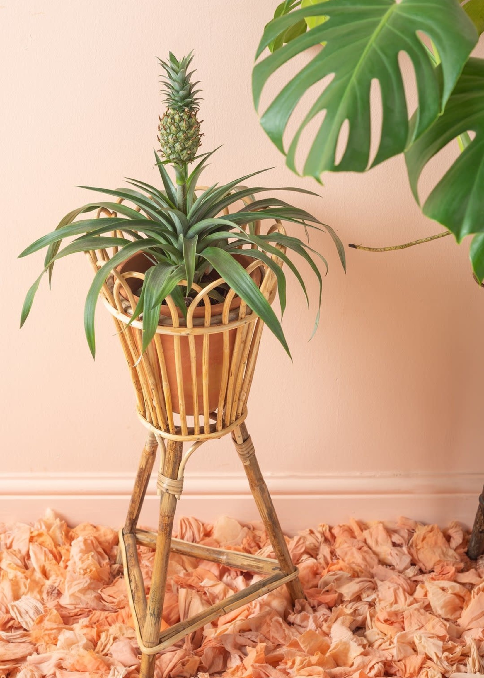 Cane plant pot stand