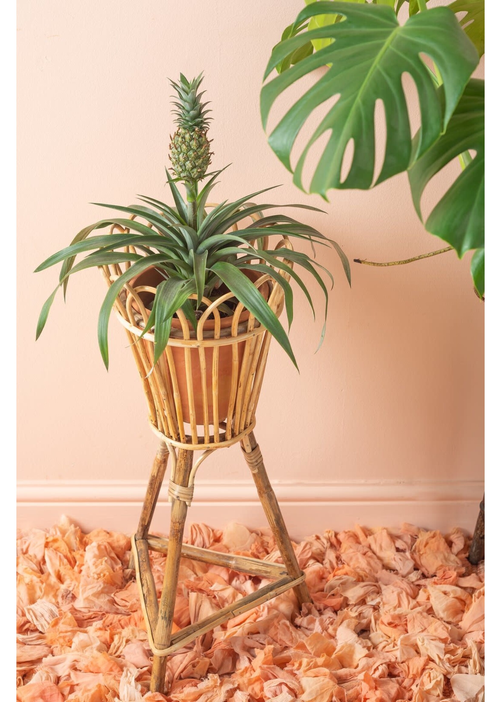 Cane plant pot stand