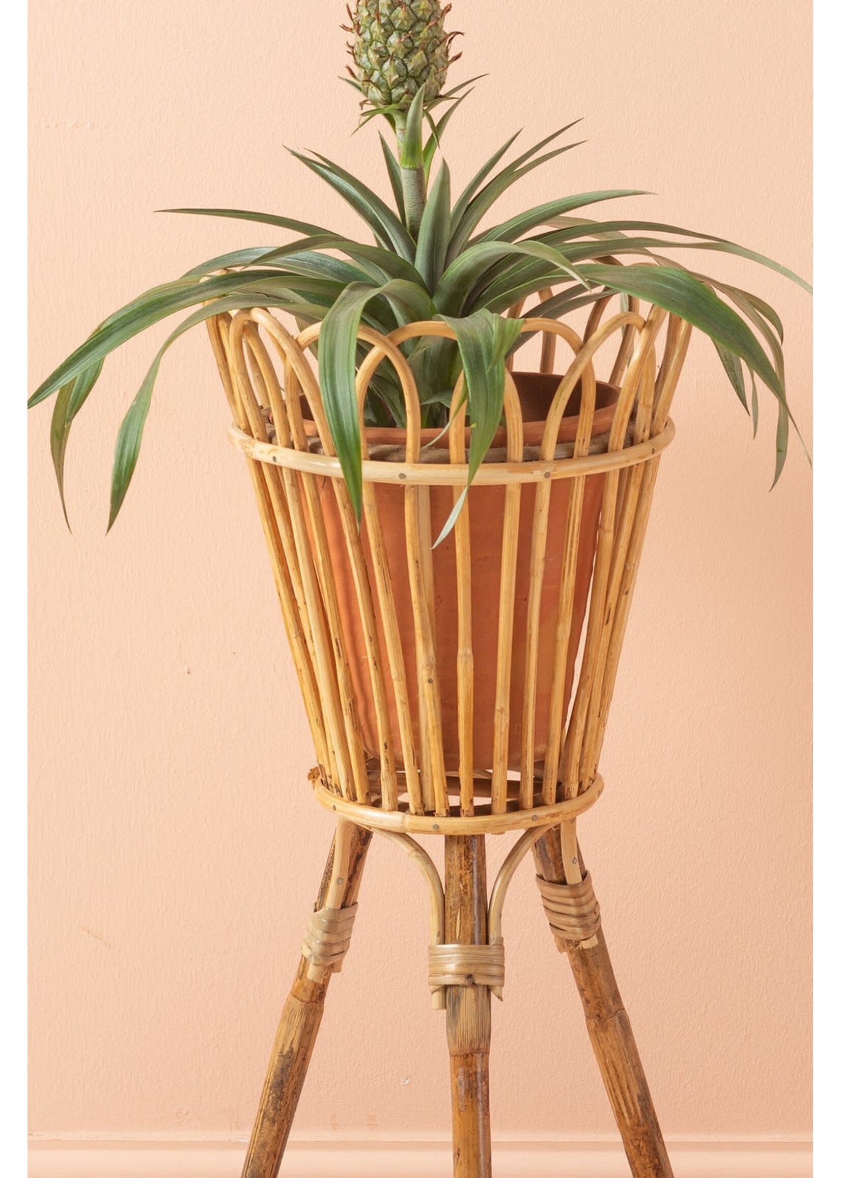 Cane plant pot stand