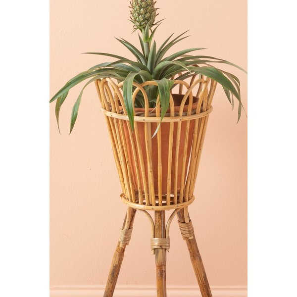 Cane plant pot stand Clock’s Home and Garden