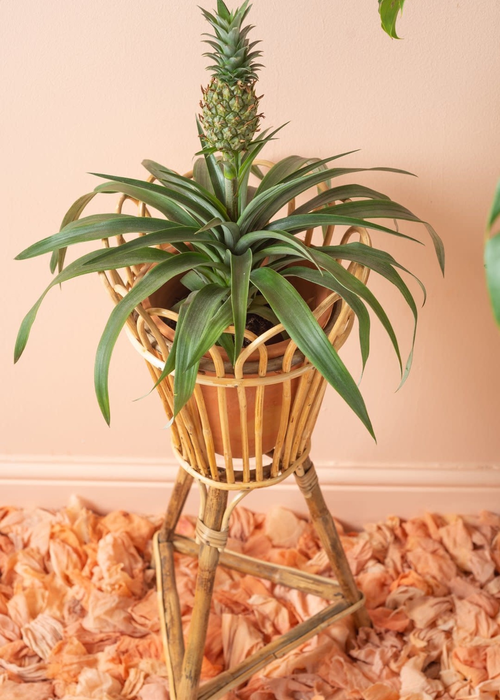 Cane plant pot stand