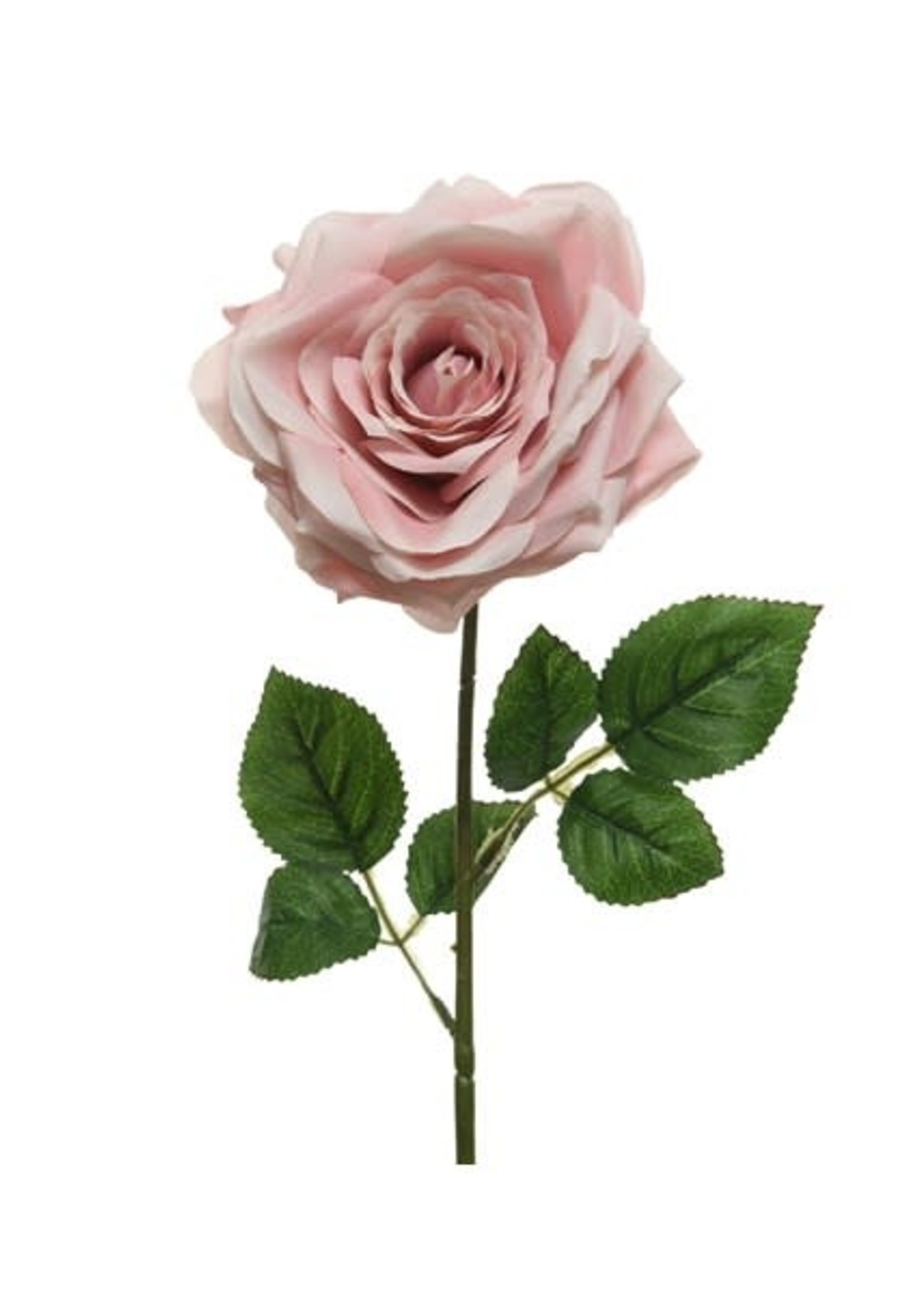 Kaemingk Rose Stem Blush Pink 15 x 53cm