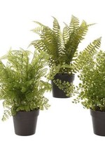 Kaemingk Fern Plant In Pot 10x28cm (3 Assorted - Price is for One)