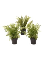 Kaemingk Fern Plant In Pot 10x28cm (3 Assorted - Price is for One)