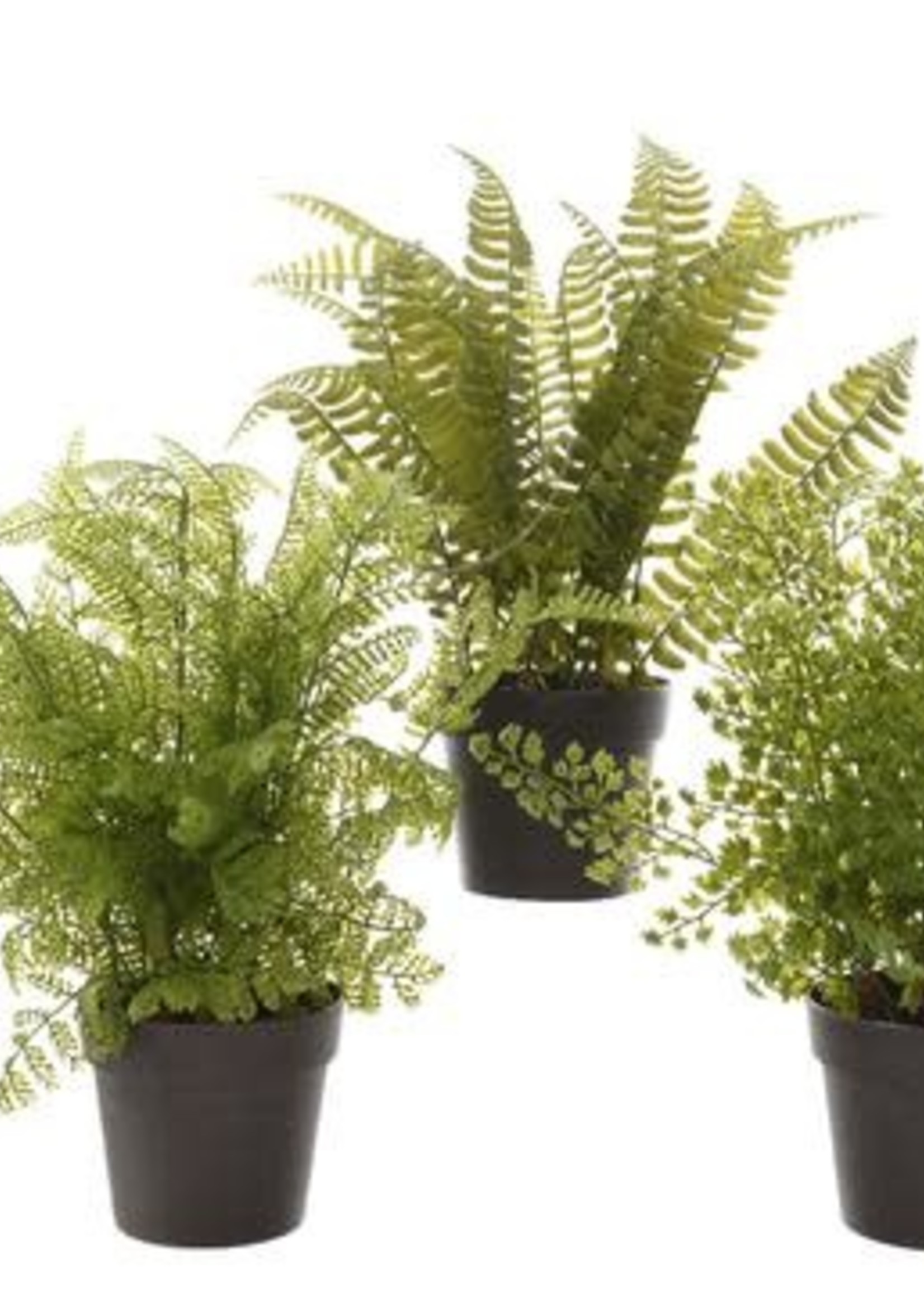 Kaemingk Fern Plant In Pot 10x28cm (3 Assorted - Price is for One)