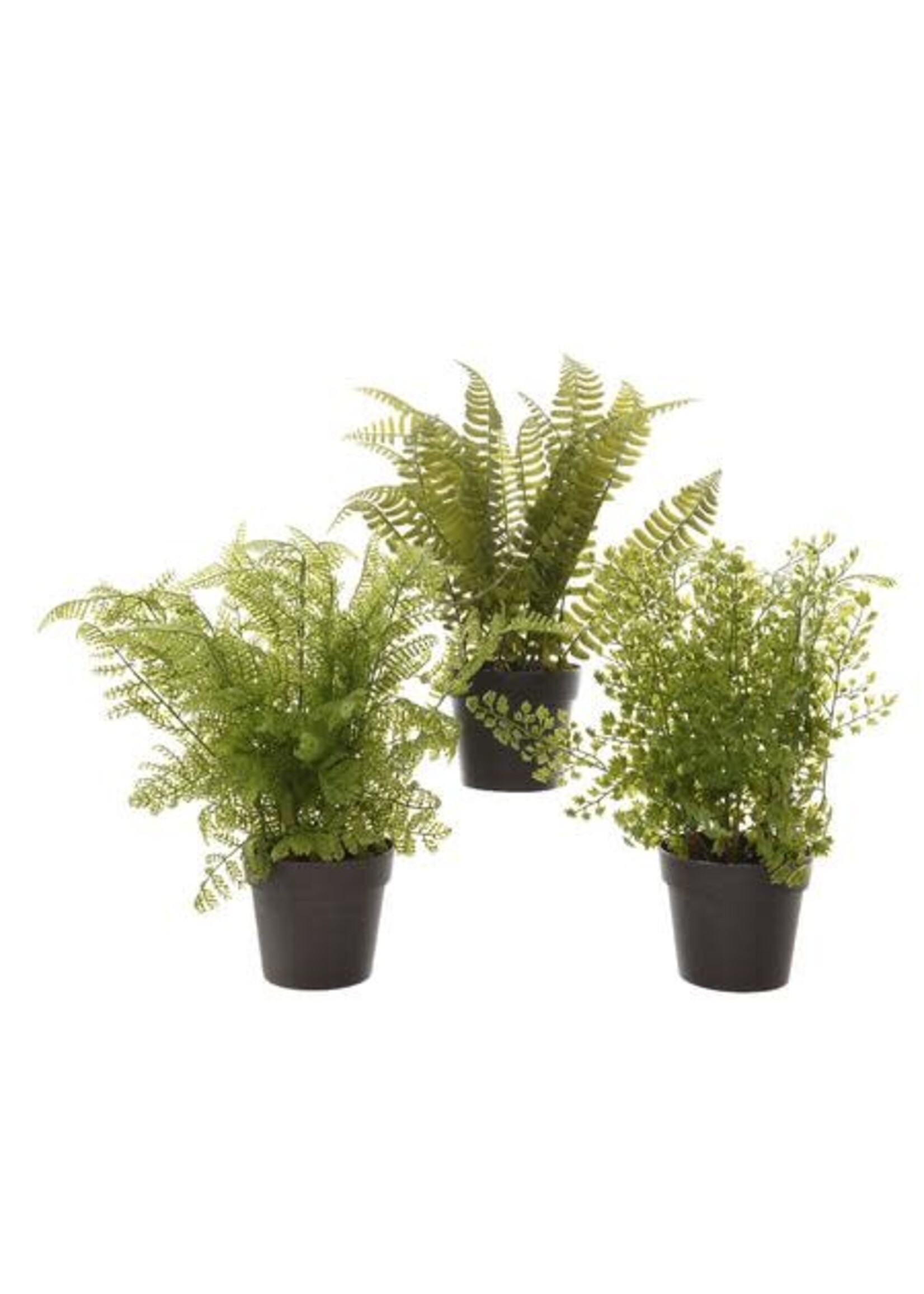 Kaemingk Fern Plant In Pot 10x28cm (3 Assorted - Price is for One)