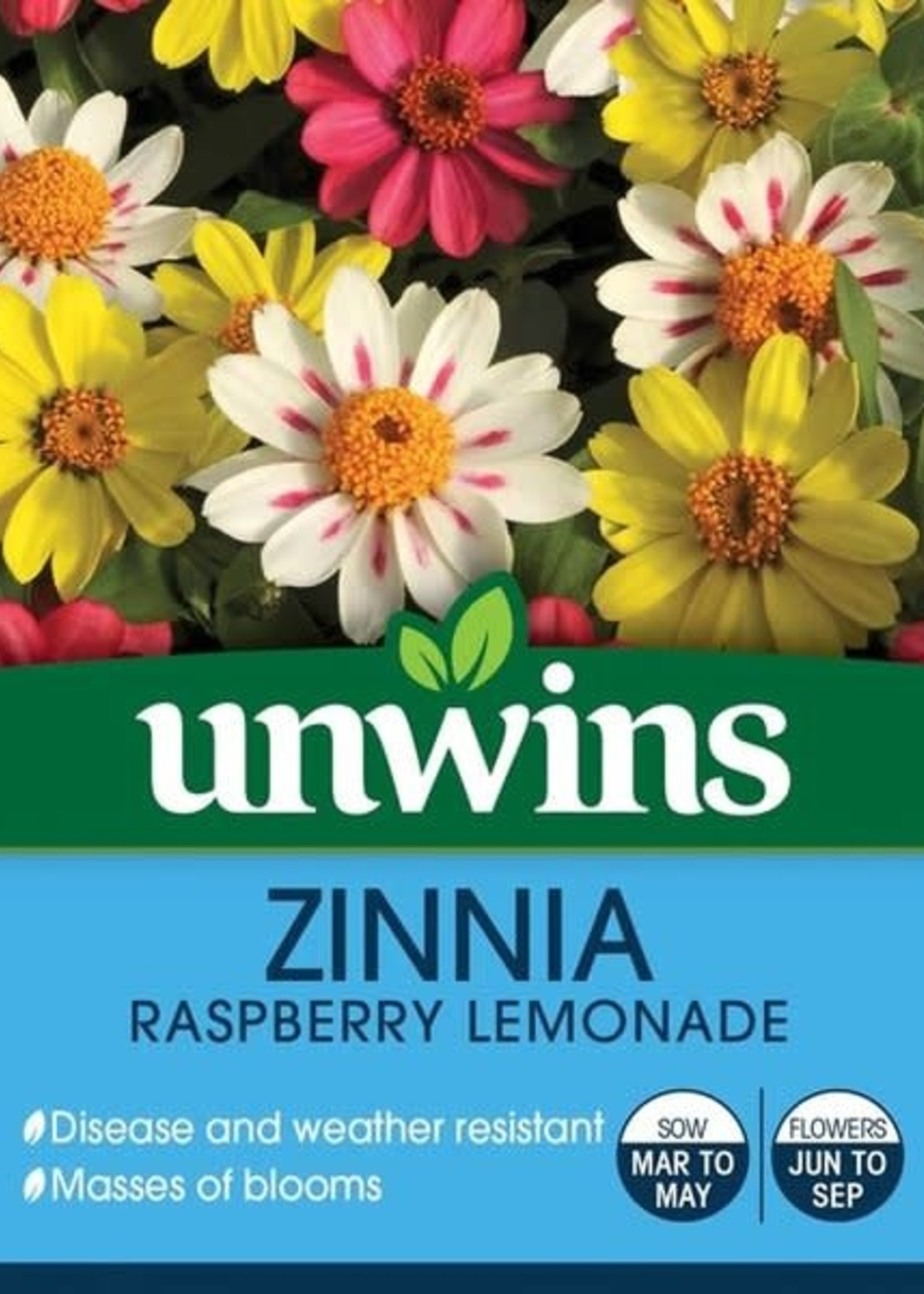 Unwins Zinnia - Raspberry Lemonade