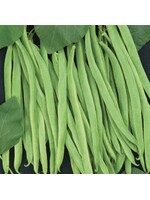 Unwins Runner Bean Equator
