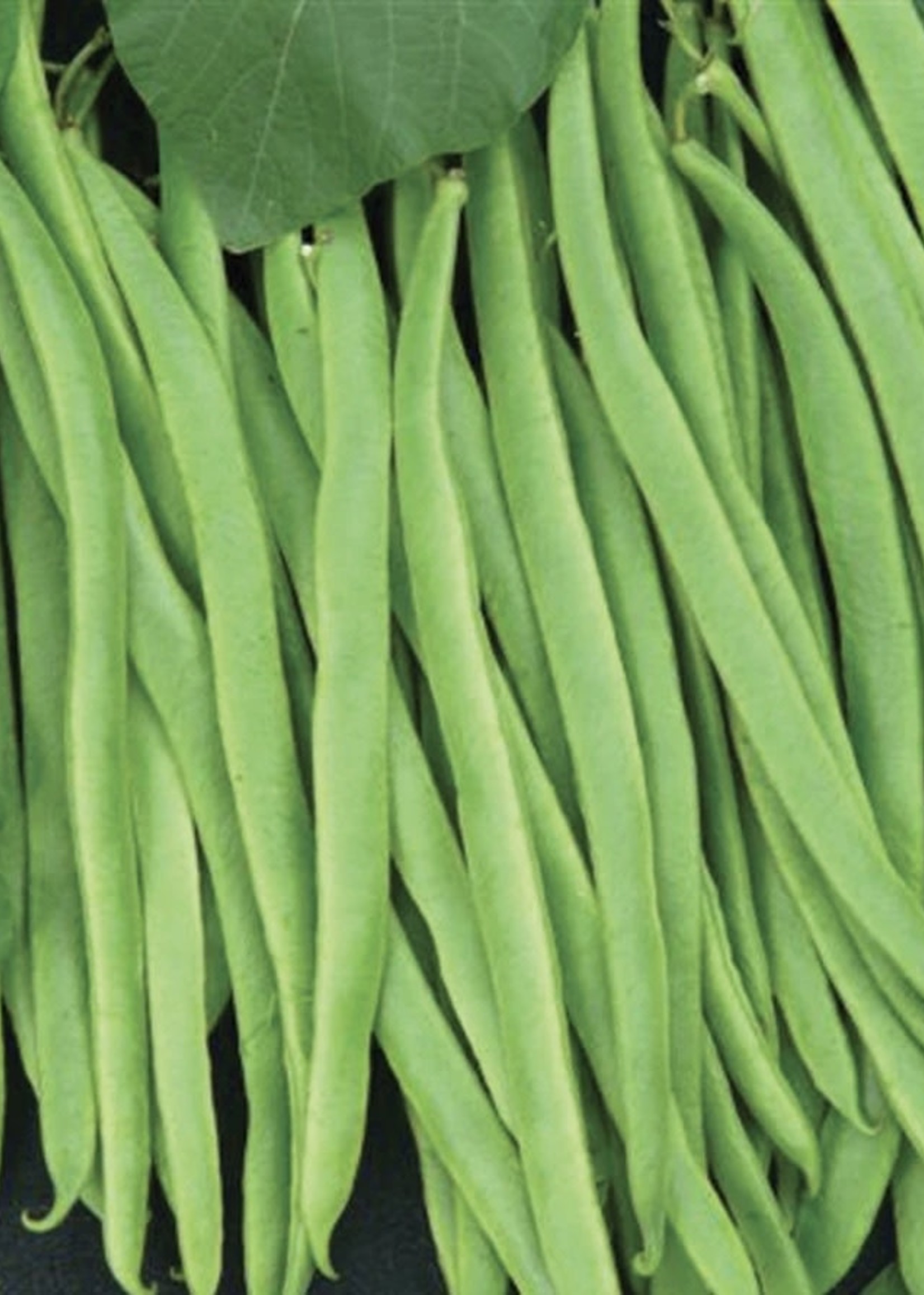 Unwins Runner Bean Equator