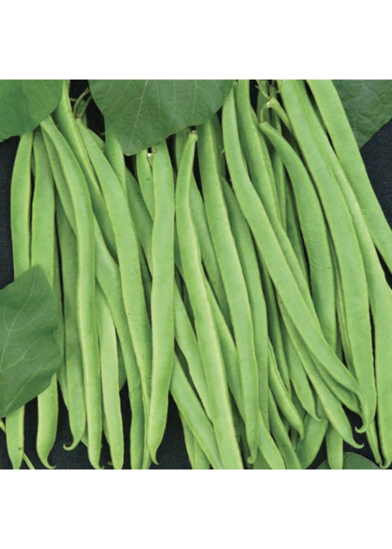 Unwins Runner Bean Equator