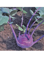 Unwins Kohl Rabi - Azure Star