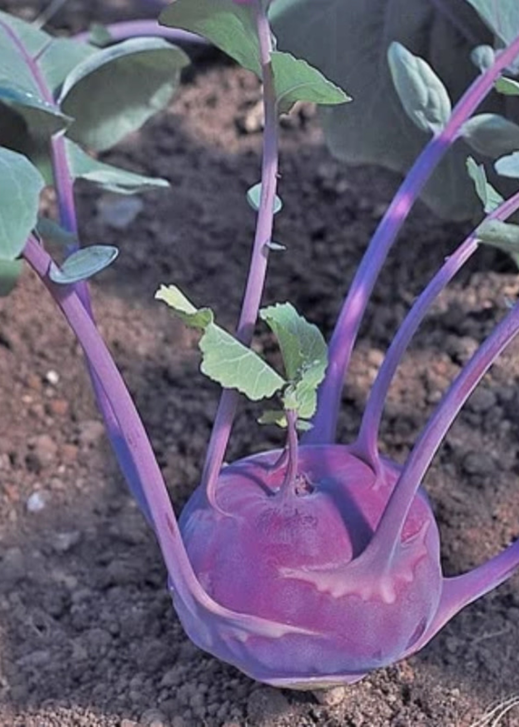 Unwins Kohl Rabi - Azure Star