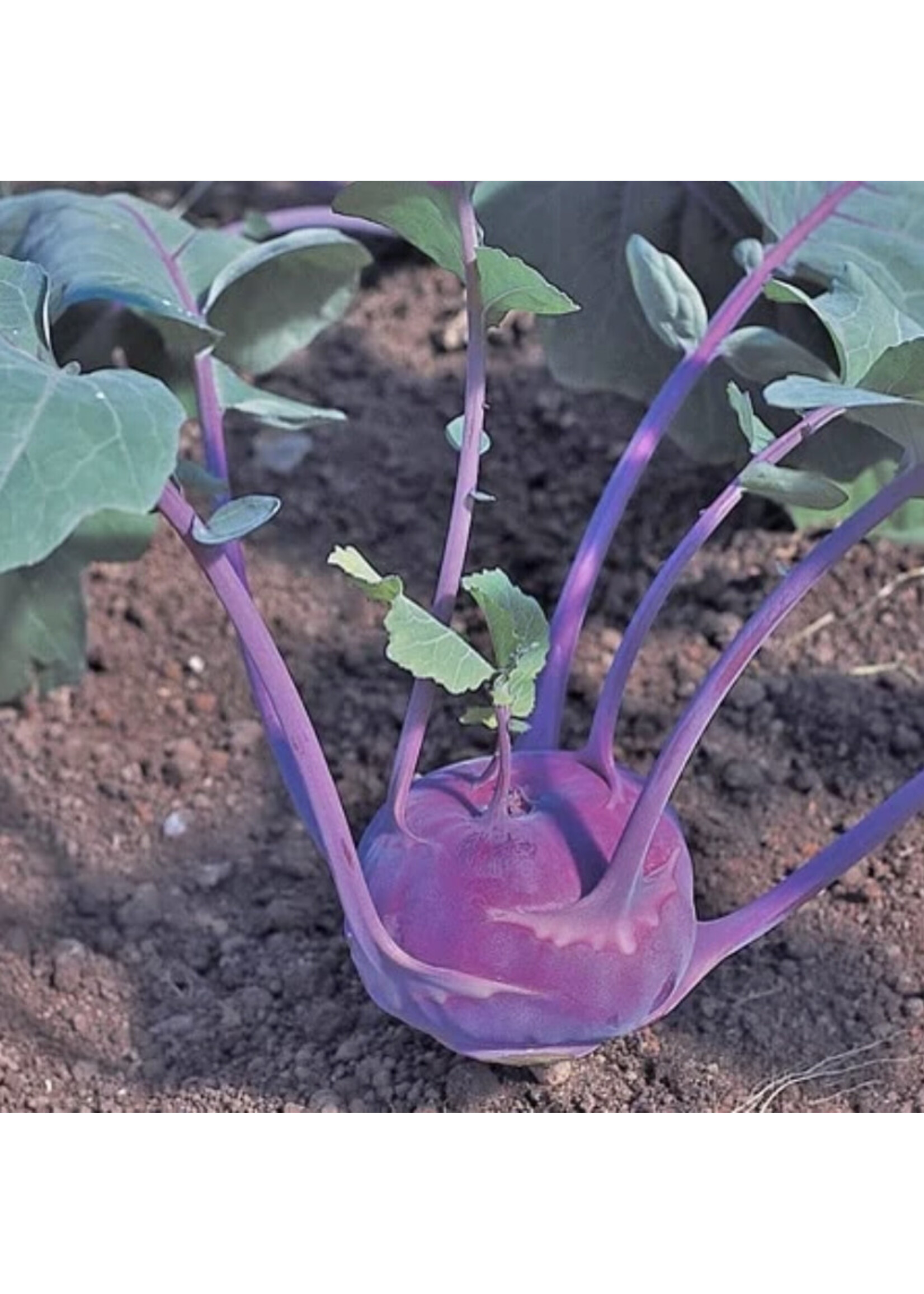 Unwins Kohl Rabi - Azure Star