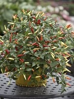 Unwins Pepper (Chilli) Basket of Fire F1