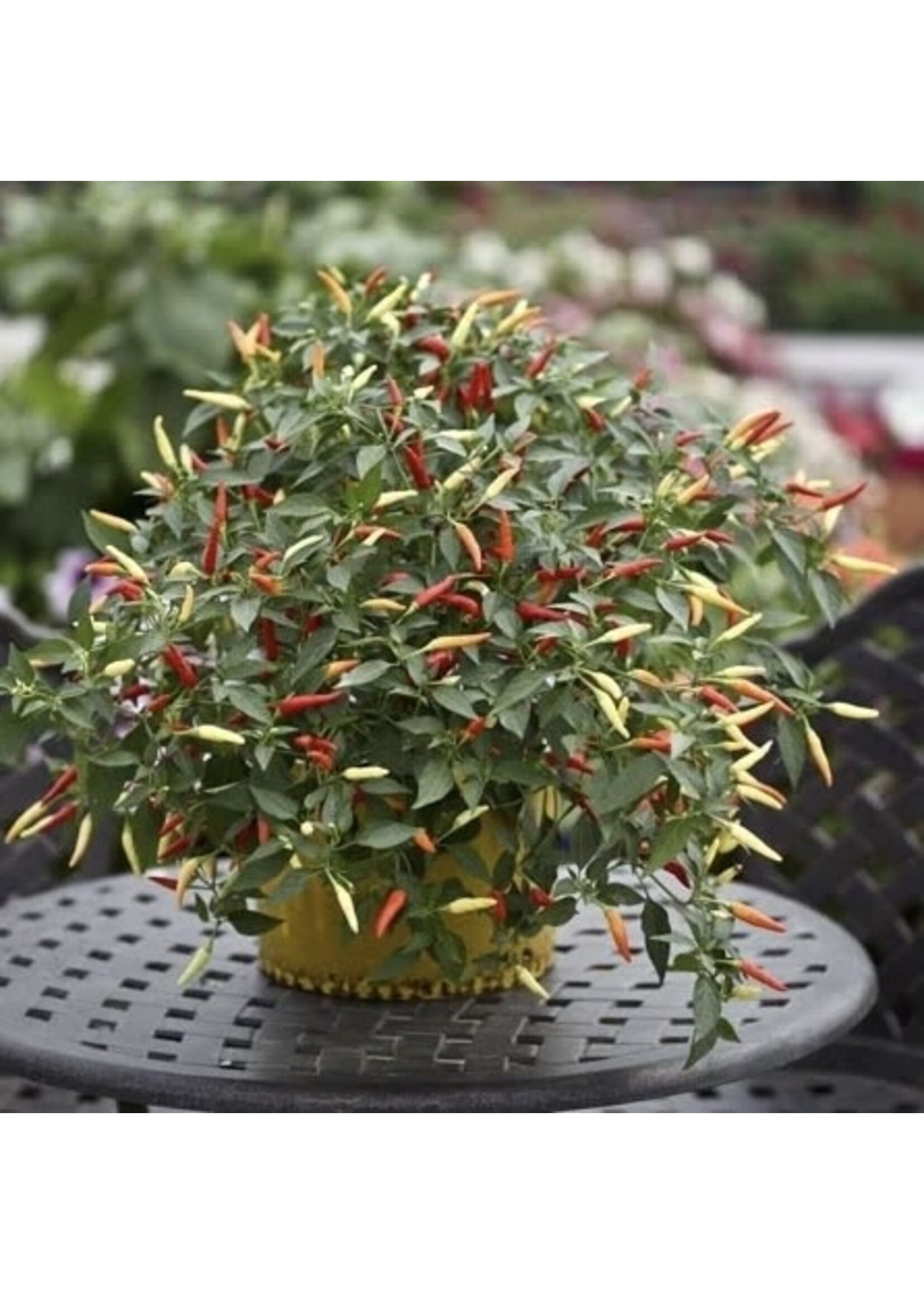 Unwins Pepper Chilli Basket of Fire F1