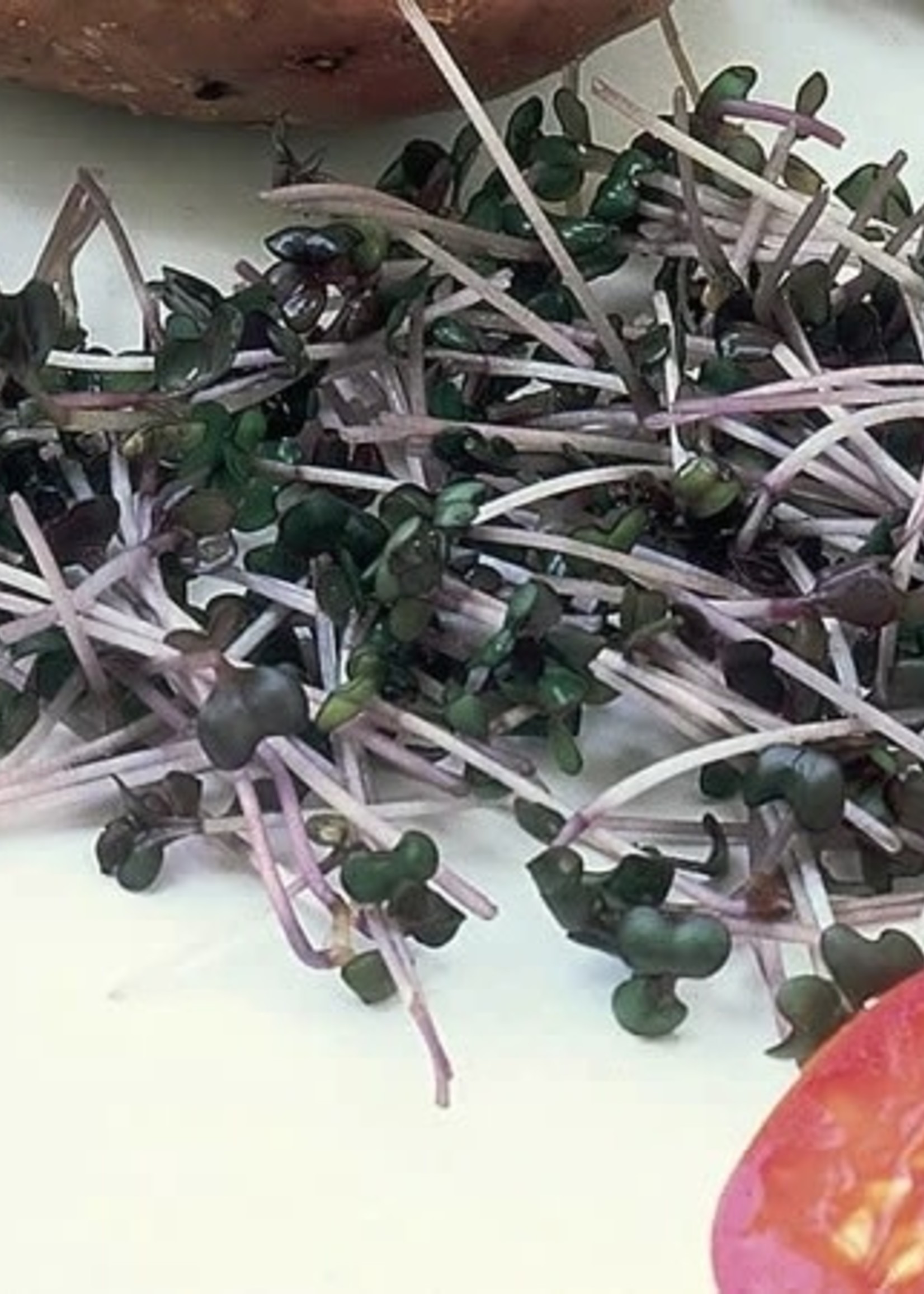 Unwins Sprouting Seeds Red Cabbage