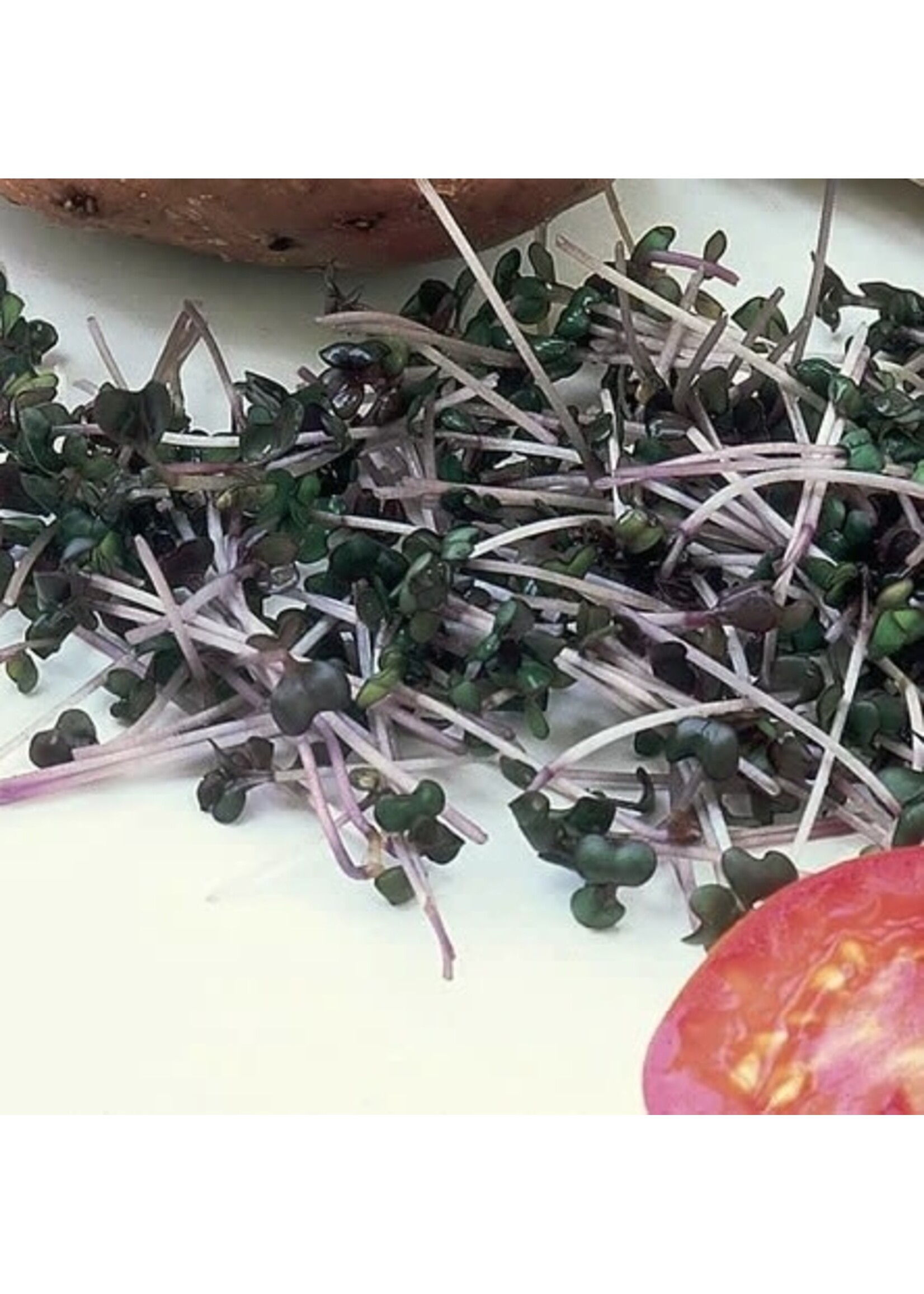 Unwins Sprouting Seeds Red Cabbage