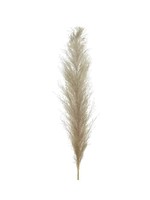 Decoris Natural Pampas Grass