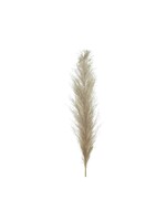 Decoris Natural Pampas Grass