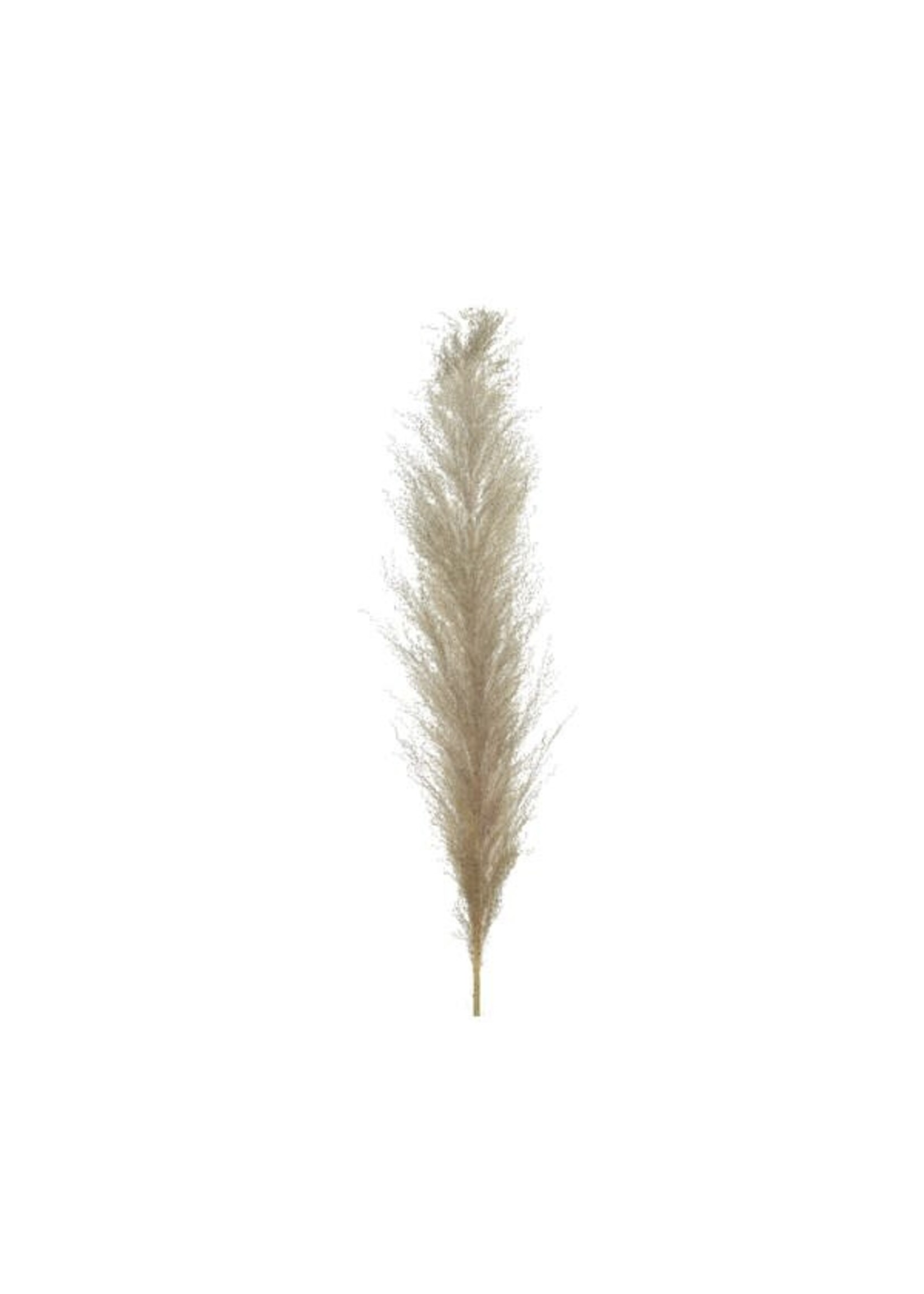 Decoris Natural Pampas Grass