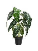 Decoris Alocasia in a Plastic Pot