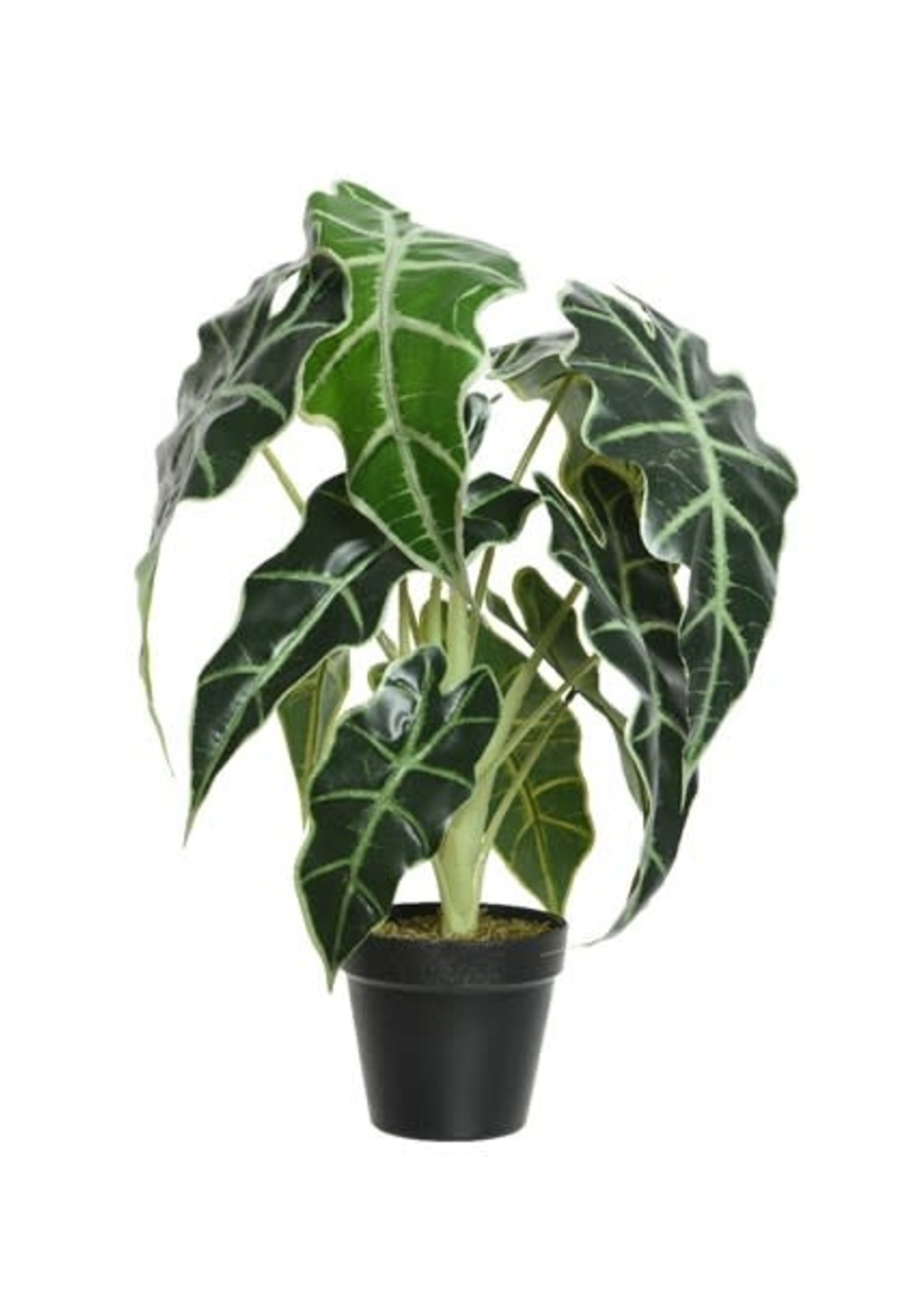 Decoris Alocasia in a Plastic Pot