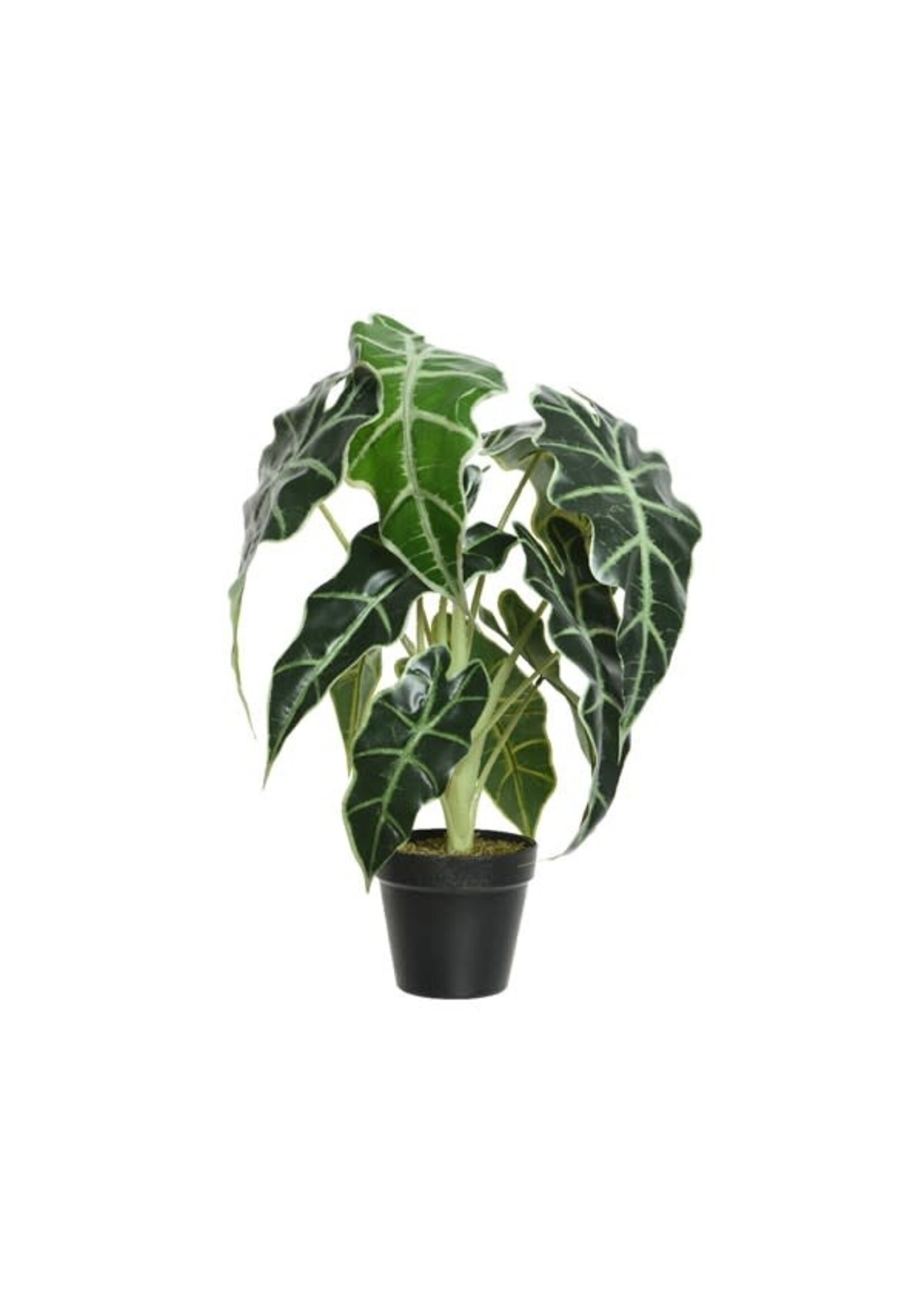 Decoris Alocasia in a Plastic Pot