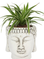 buddha head planter