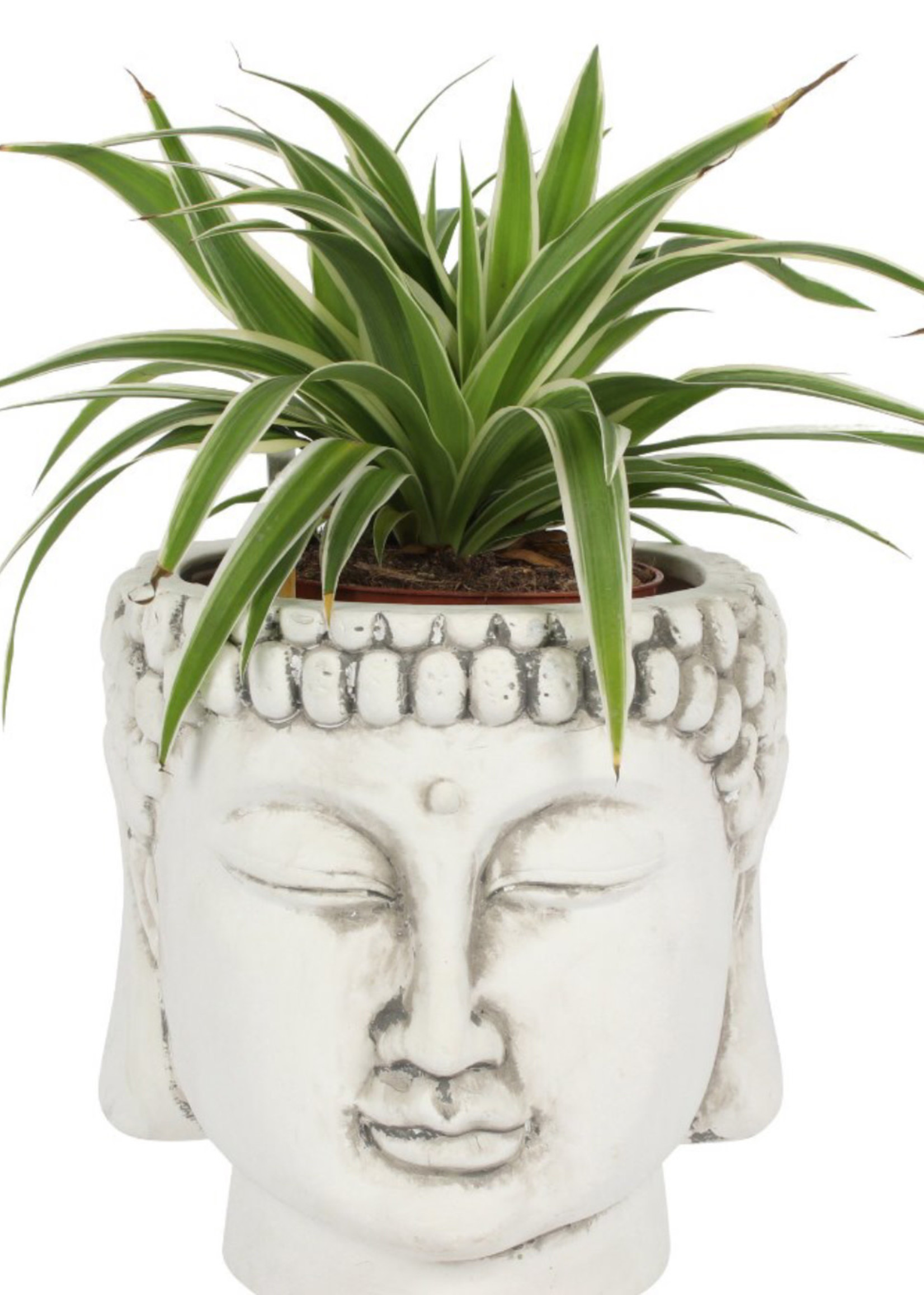 buddha head planter