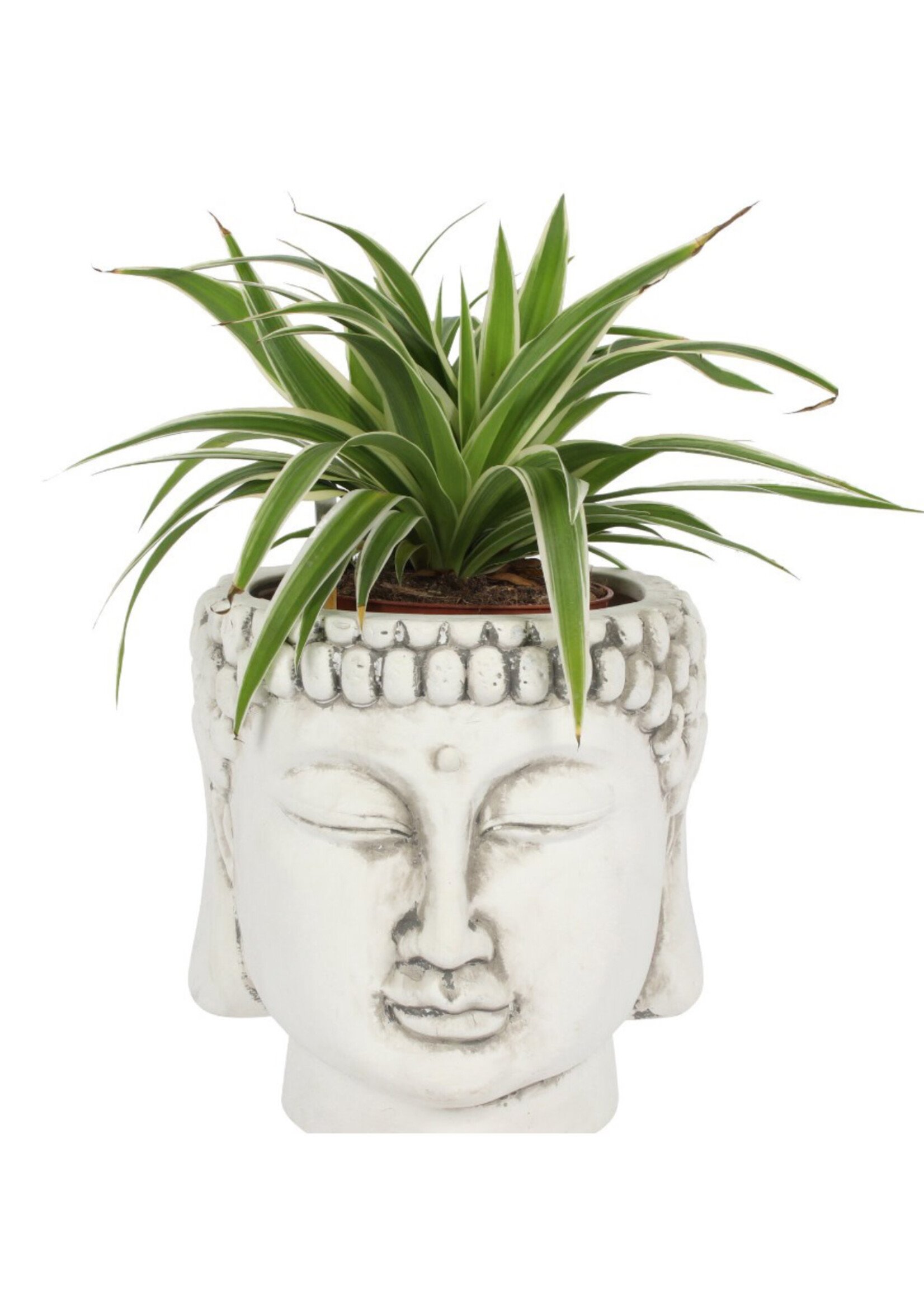 buddha head planter