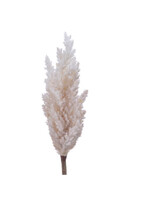 Decoris Cream Pampas Grass Stem