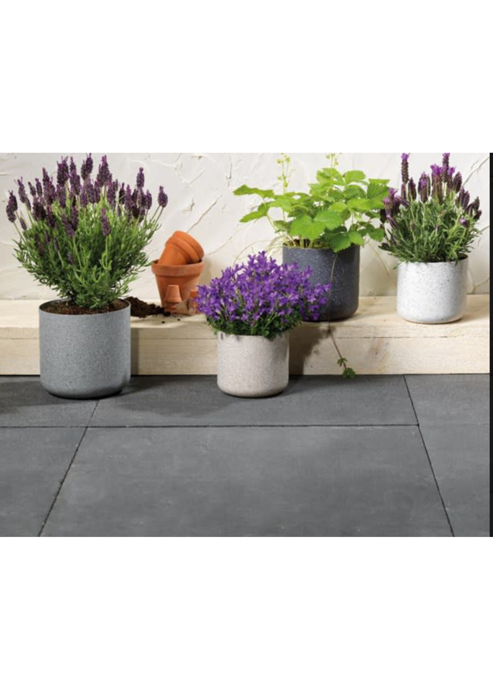 Decoris Small Speckle Plant Pot (4 Assorted Colours - Price is for One)