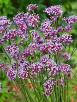 Unwins Verbena Bonariensis - Natures Haven