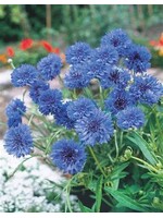 Unwins Cornflower Blue Diadem