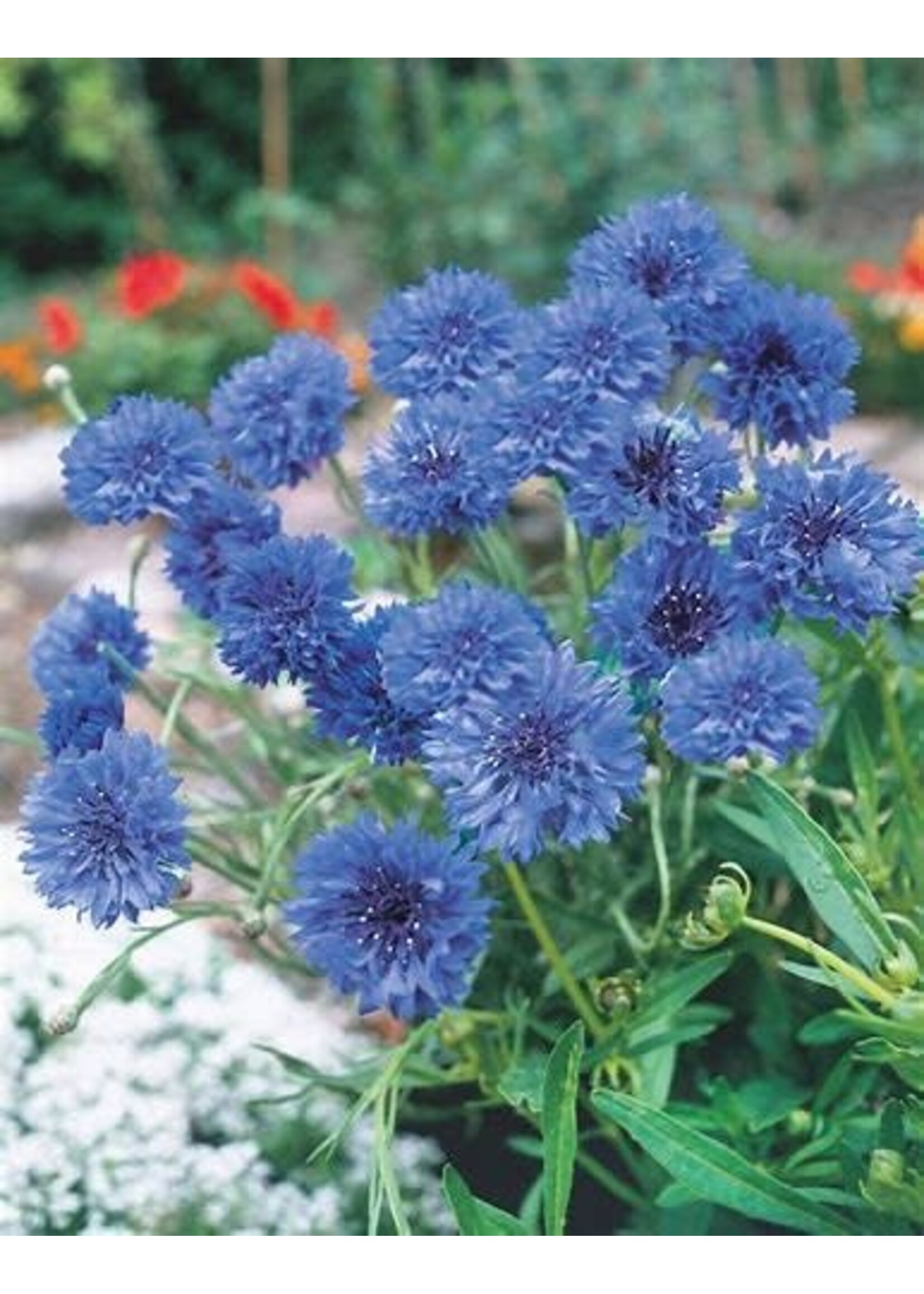 Unwins Cornflower Blue Diadem