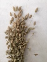 Decoris Dried Flower Bundle Bunny Tails  80cm