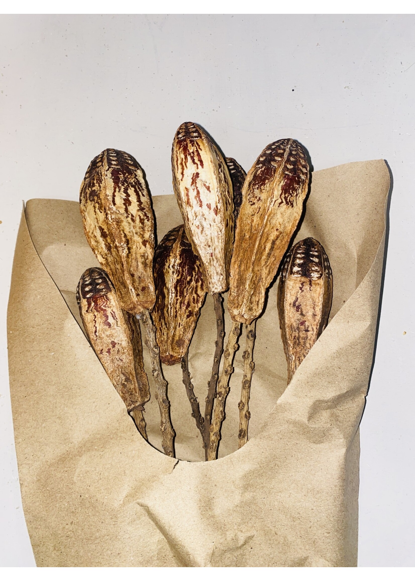 Decoris Bundle Dried Flowers