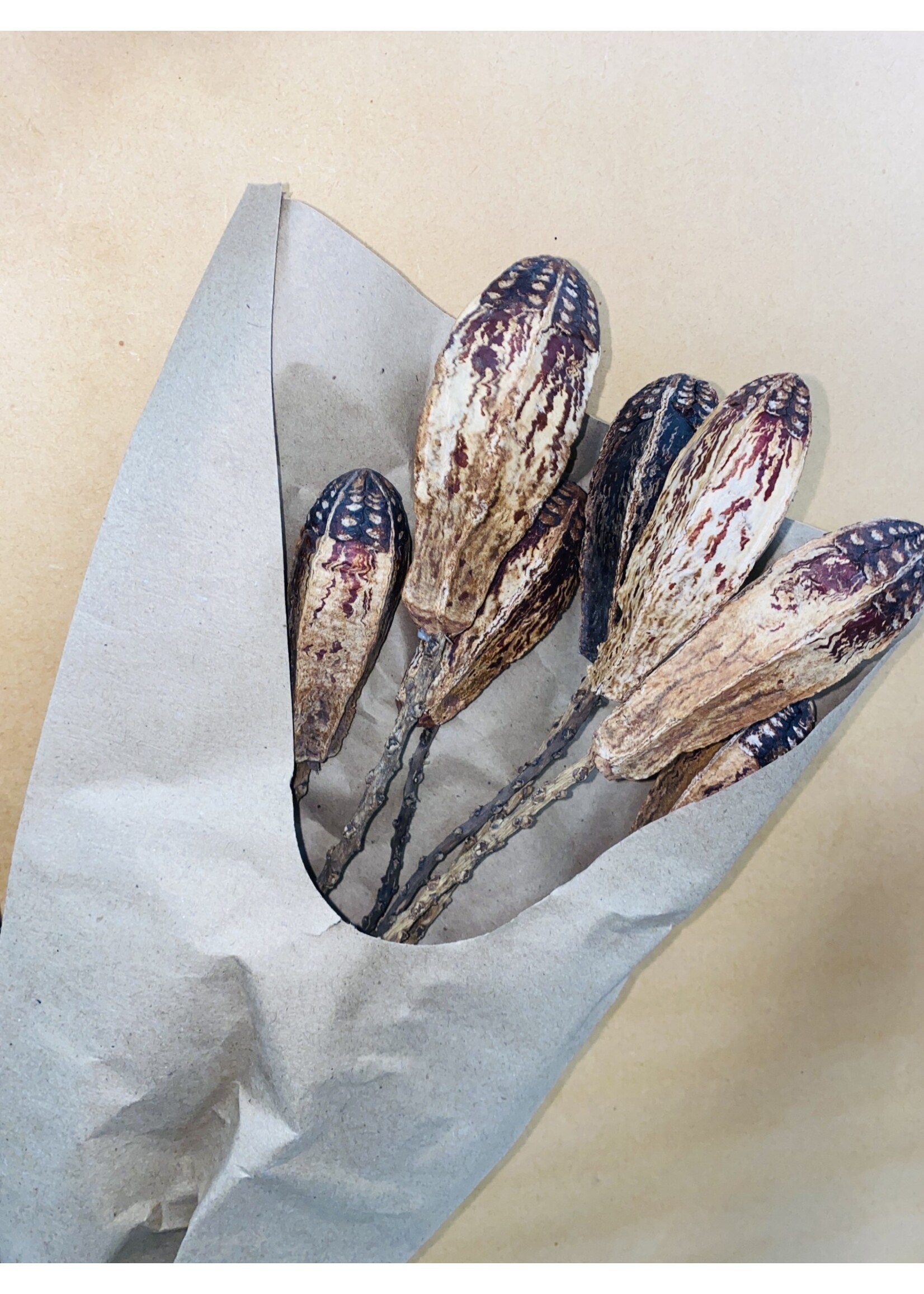 Decoris Bundle Dried Flowers