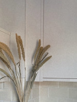 Decoris Dried Flower Bundle Setaria 80cm