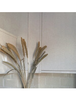 Decoris Dried Flower Bundle Setaria 80cm