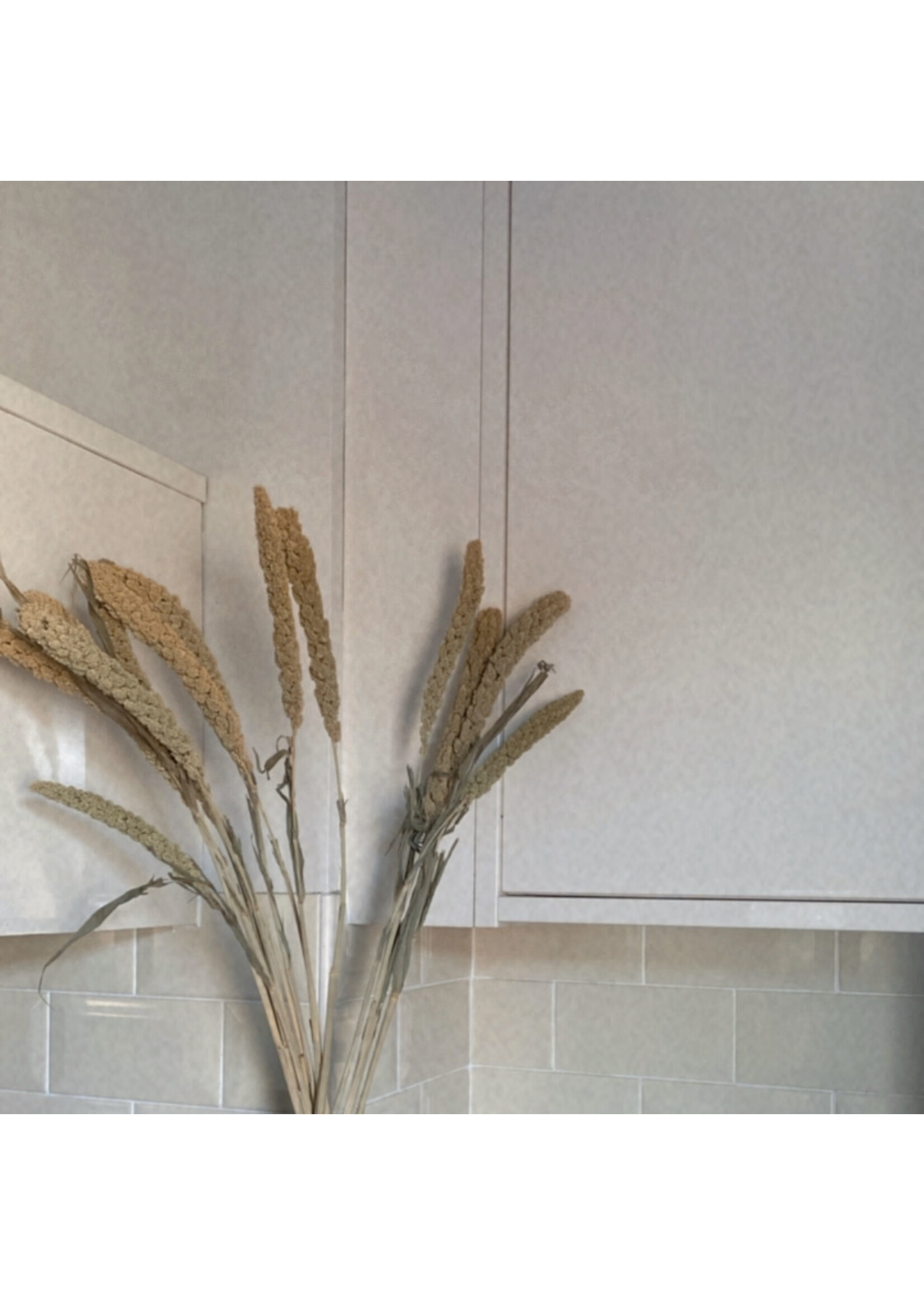 Decoris Dried Flower Bundle Setaria 80cm