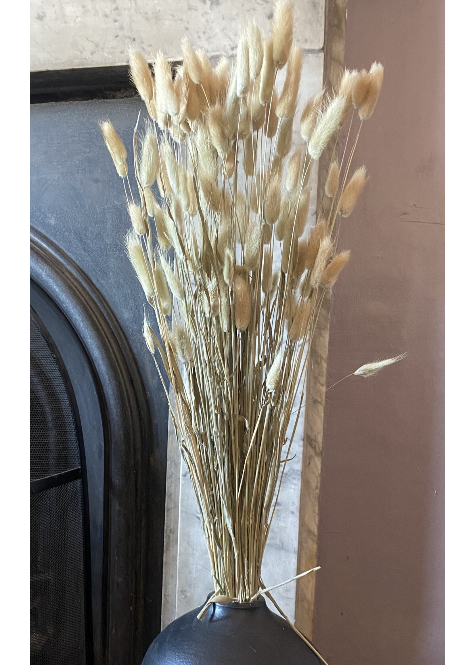 Decoris Dried Flower Bundle Bunny Tails  80cm